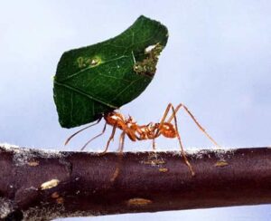 nimble-startup-ant